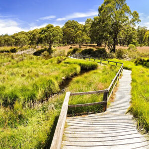 Polblue Swamp Track Upgrade Before