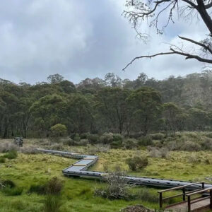 Polblue Swamp Track Upgrade